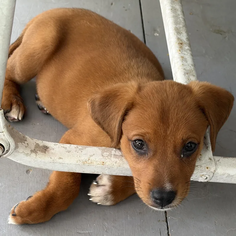 A baby medium-sized female Tricolor (Brown, Black, & White) Beagle dog named Maia The Snuggle for adoption in Carolina, PR