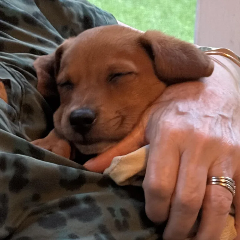 Maia  The Snuggle thumbnail 5