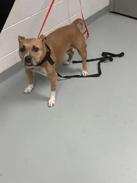 An adult medium-sized female Pit Bull Terrier dog named Potato for adoption in Saint Cloud, FL