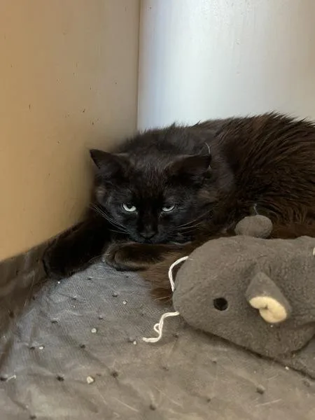 A young medium-sized male Domestic Short Hair cat named Calypso for adoption in Des Moines, IA