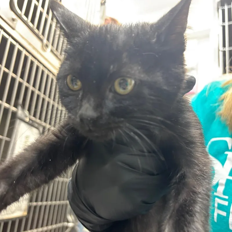 A baby small-sized male Black Bombay cat named Bobby Flay for adoption in Lakeland, FL