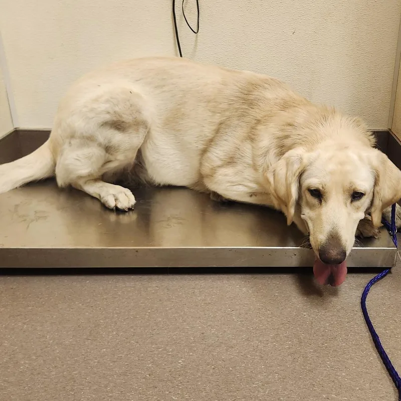 An adult large-sized female White / Cream Kuvasz dog named Eliza for adoption in Norman, OK