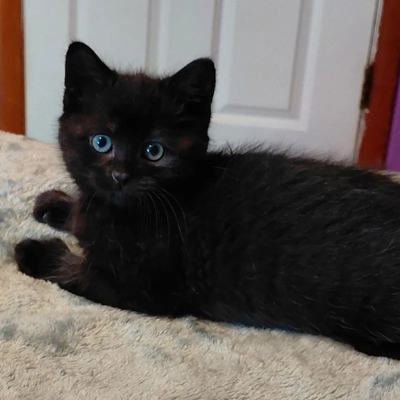 A baby small-sized female Black Domestic Short Hair cat named Sneakers for adoption in Springfield, IL