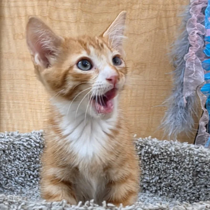 A baby small-sized male Orange / Red Domestic Short Hair cat named Chaos for adoption in Santa Fe, TX