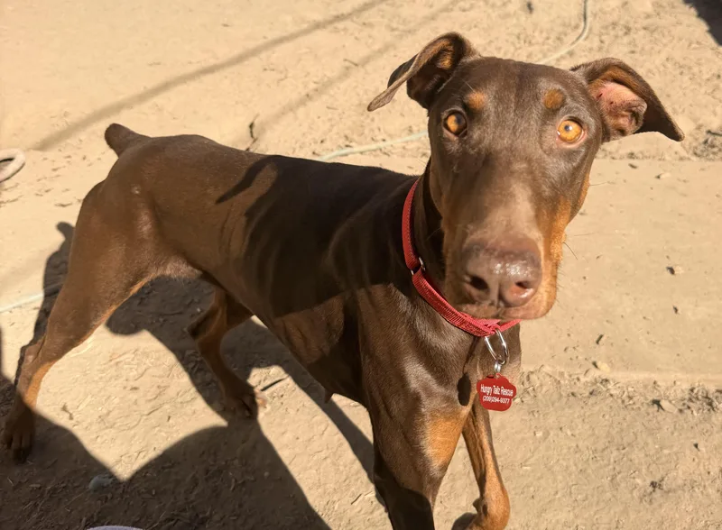 A young large-sized female Doberman Pinscher dog named Zola for adoption in Lodi, CA
