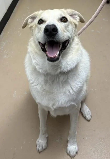 Stray Hold Daisy