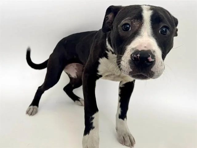 A young small-sized female Pit Bull Terrier dog named Bo Peep for adoption in Saint Louis, MO