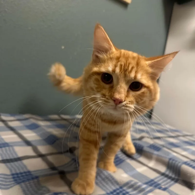 A young medium-sized male Domestic Short Hair cat named Cheeto for adoption in Truth or Consequences , NM
