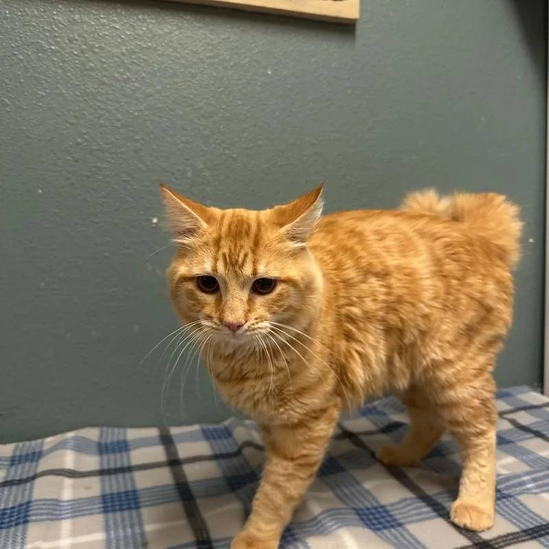 Cheeto thumbnail 2