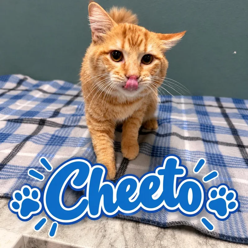 Cheeto thumbnail 3