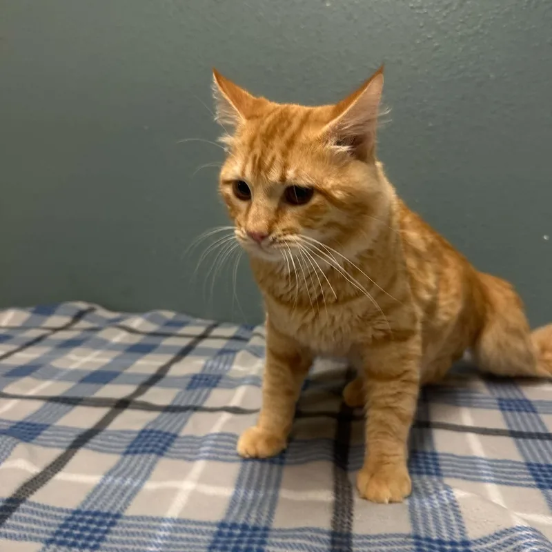 Cheeto thumbnail 4