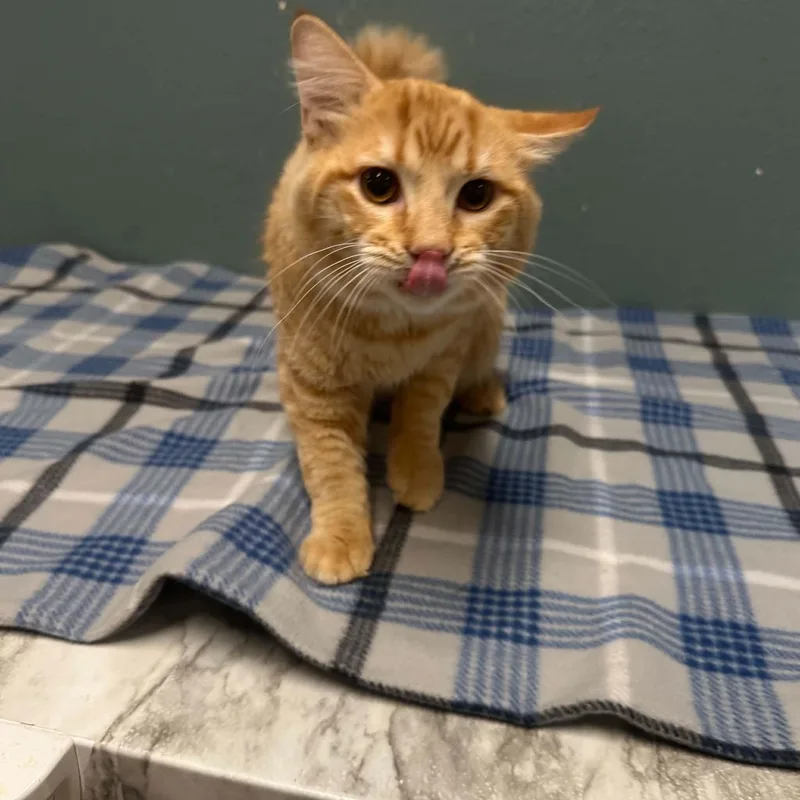 Cheeto thumbnail 5