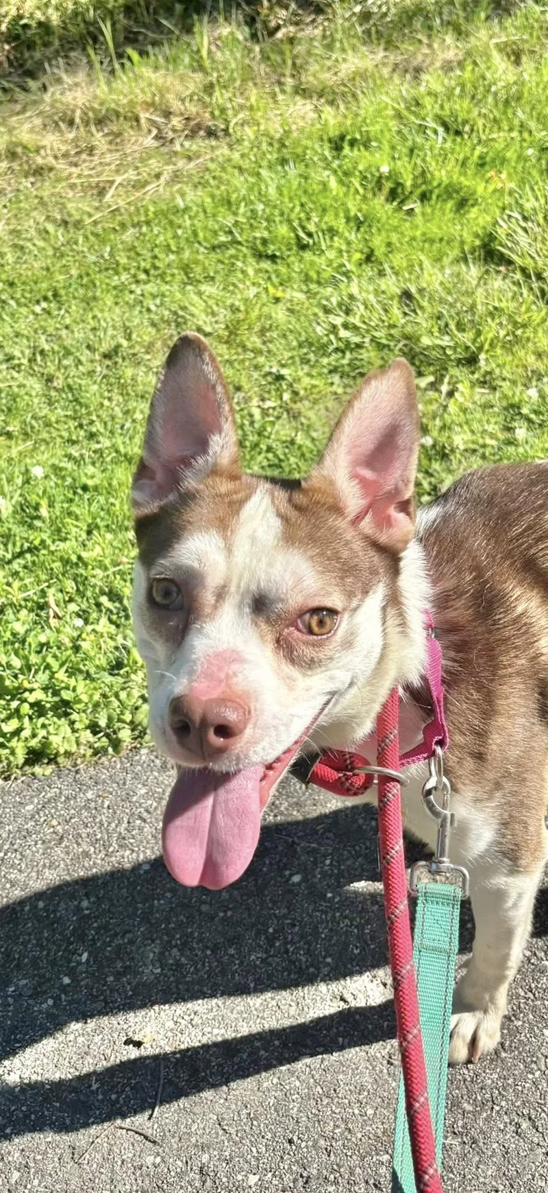 An adult medium-sized female Mixed Breed dog named Angelica for adoption in Warren, OH