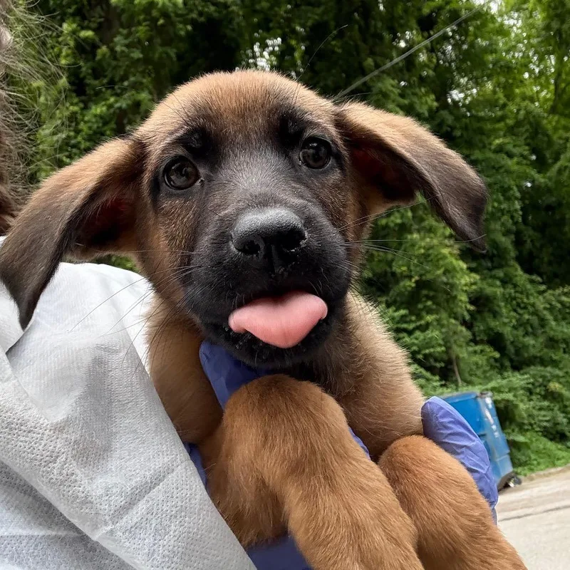 A baby small-sized female Yellow / Tan / Blond / Fawn Mixed Breed dog named Yoonchae for adoption in Charleston, WV