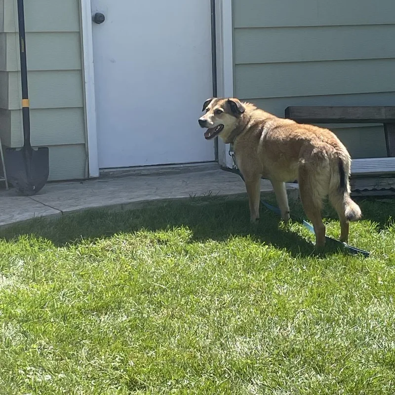 An adult medium-sized male Brown / Chocolate Mixed Breed dog named Oatmeal Cream Pie for adoption in Buffalo, MN