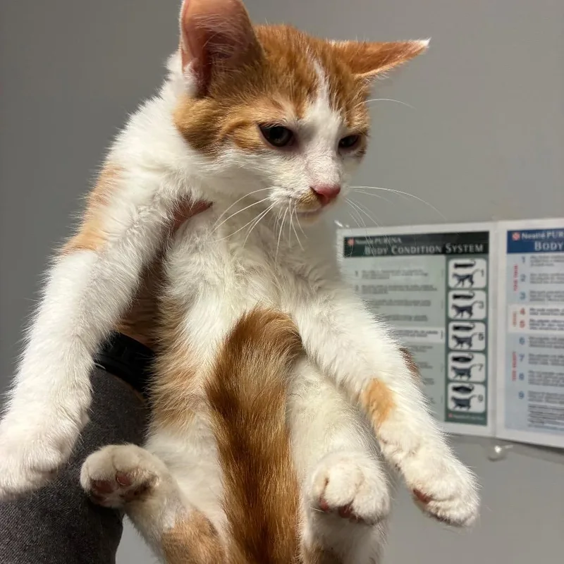 A baby small-sized male Orange / Red Domestic Short Hair cat named Bull for adoption in Chattanooga, TN