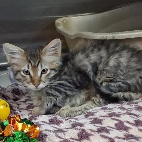 Cadburry Is At Petsmart