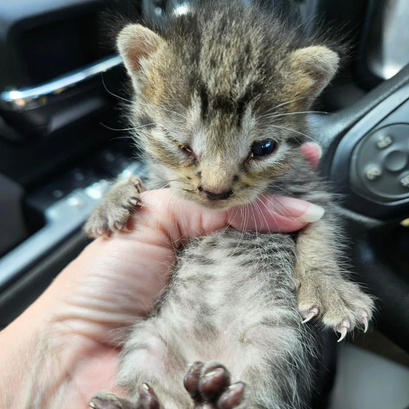 A baby small-sized male Black Domestic Short Hair cat named Peanut for adoption in Lake Jackson, TX