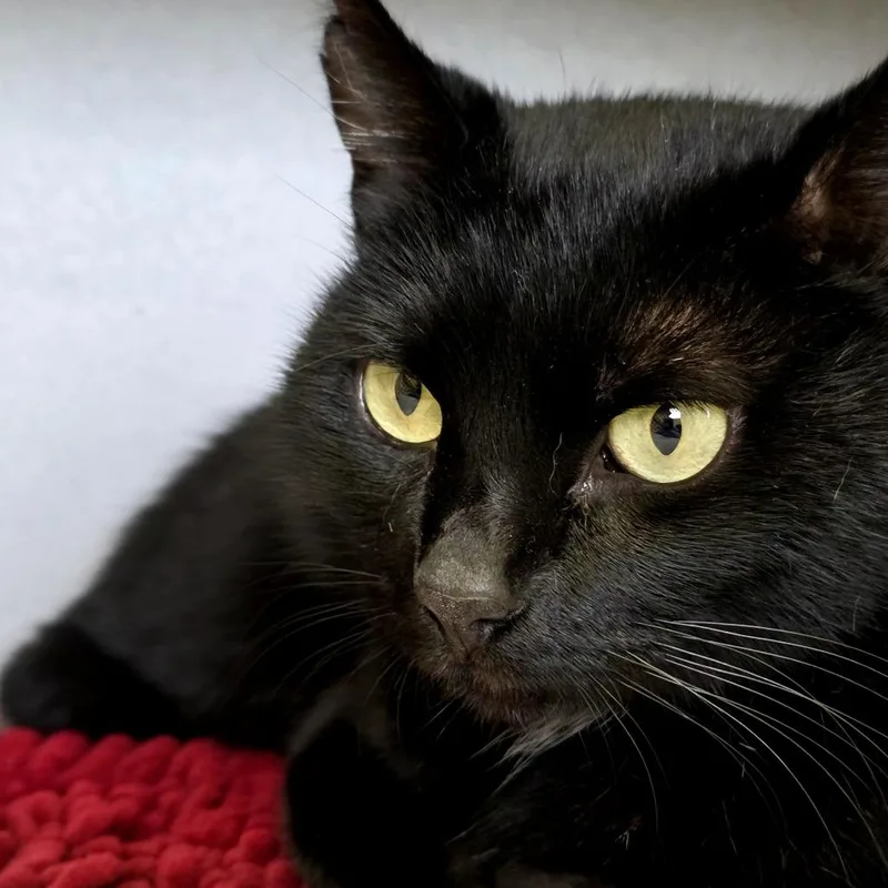 Maleficent thumbnail 2