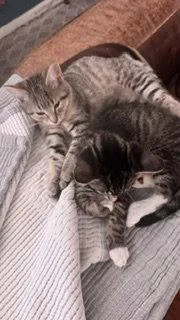 A baby medium-sized male Domestic Short Hair cat named Edward for adoption in Wheaton, IL