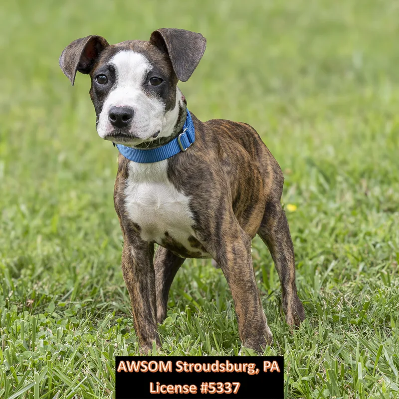 A young medium-sized male Brindle Terrier dog named Pepe for adoption in Stroudsburg, PA