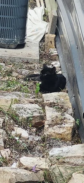 An adult small-sized male Domestic Short Hair cat named Toothless for adoption in San Antonio, TX