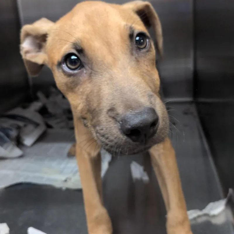 A baby medium-sized male Yellow / Tan / Blond / Fawn Black Mouth Cur dog named Junpei for adoption in Hattiesburg, MS