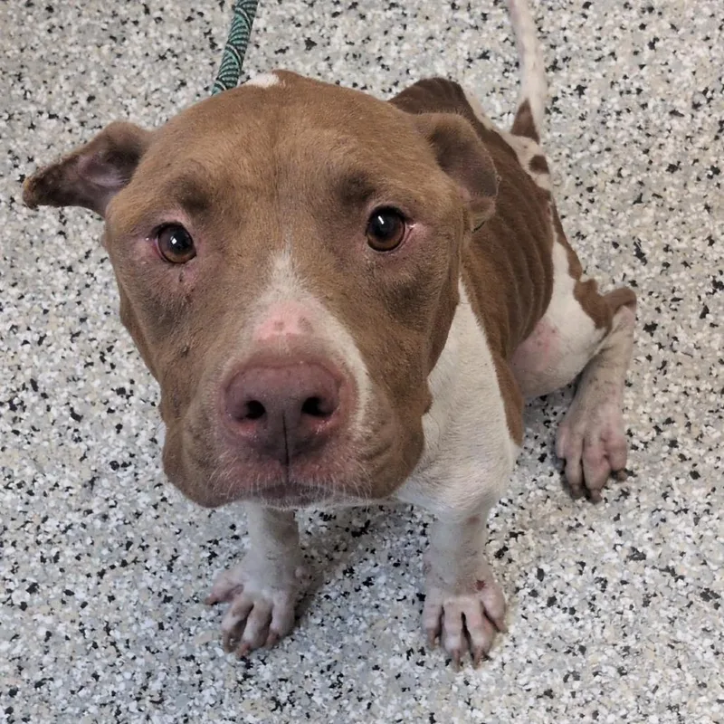 An adult medium-sized female Red / Chestnut / Orange American Staffordshire Terrier dog named Strawberry Margarita for adoption in Hattiesburg, MS