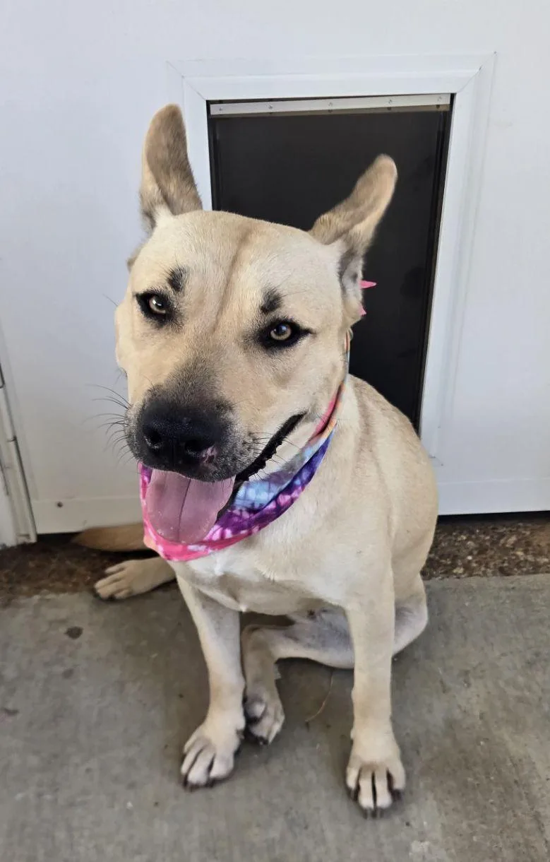 A young medium-sized female German Shepherd Dog dog named ZCLDLuna for adoption in Horn Lake, MS