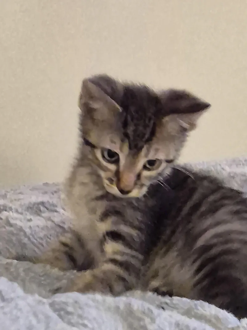 A baby medium-sized male Domestic Short Hair cat named Splat for adoption in Wheaton, IL