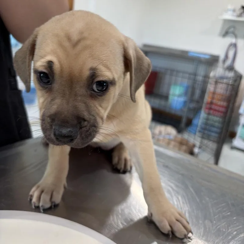 A baby small-sized female Brown / Chocolate Labrador Retriever dog named Moana for adoption in Harlingen, TX