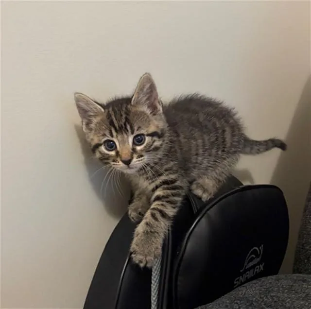 A baby small-sized male Domestic Short Hair cat named Franklin for adoption in Statesville, NC