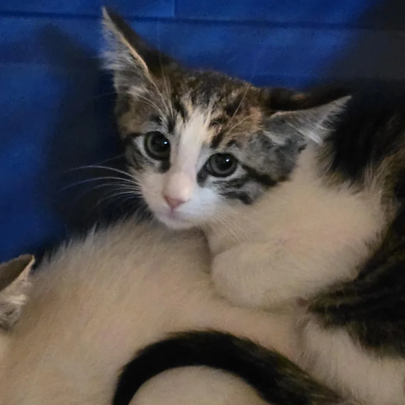 Katisha Ort thumbnail 3