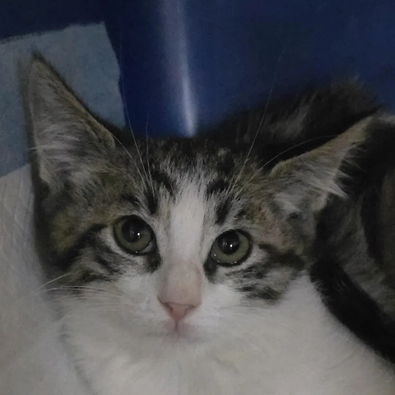 A baby medium-sized female Tabby (Brown / Chocolate) Domestic Short Hair cat named Katisha Ort for adoption in Missouri City, TX