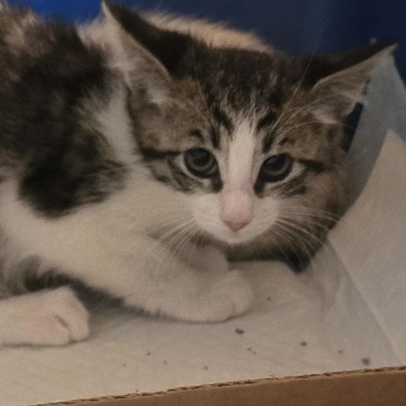 Katisha Ort thumbnail 5