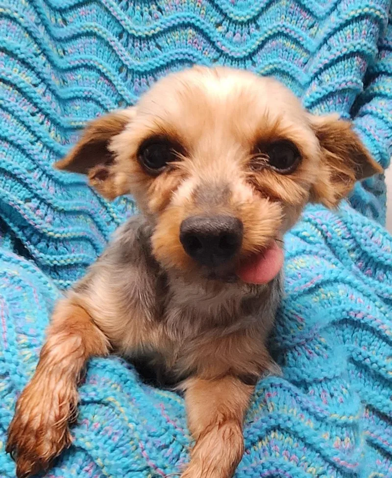 An adult small-sized male Black Yorkshire Terrier dog named Harper for adoption in Smithfield, PA