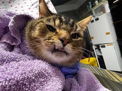 An adult large-sized male Domestic Short Hair cat named Posey for adoption in Hobart, IN