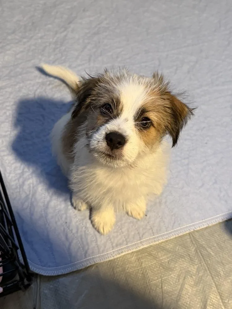 A baby small-sized male Terrier dog named Slinky for adoption in Thornton, CO