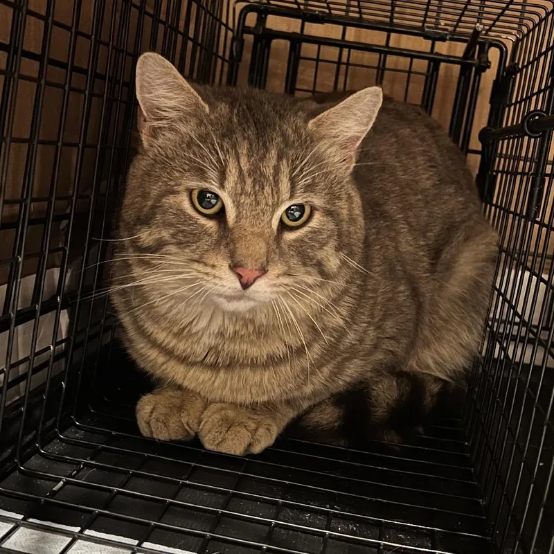 A young small-sized male Gray / Blue / Silver Domestic Short Hair cat named Jupiter for adoption in Winchester, VA