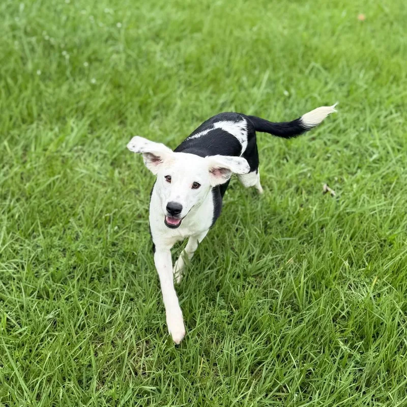 A young medium-sized male White / Cream Terrier dog named Tux for adoption in Carencro, LA
