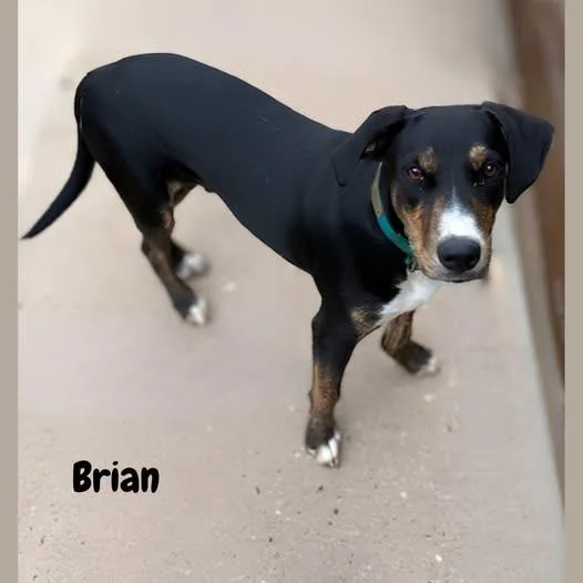 A young large-sized male Tricolor (Brown, Black, & White) Labrador Retriever dog named Brian for adoption in Shreveport, LA