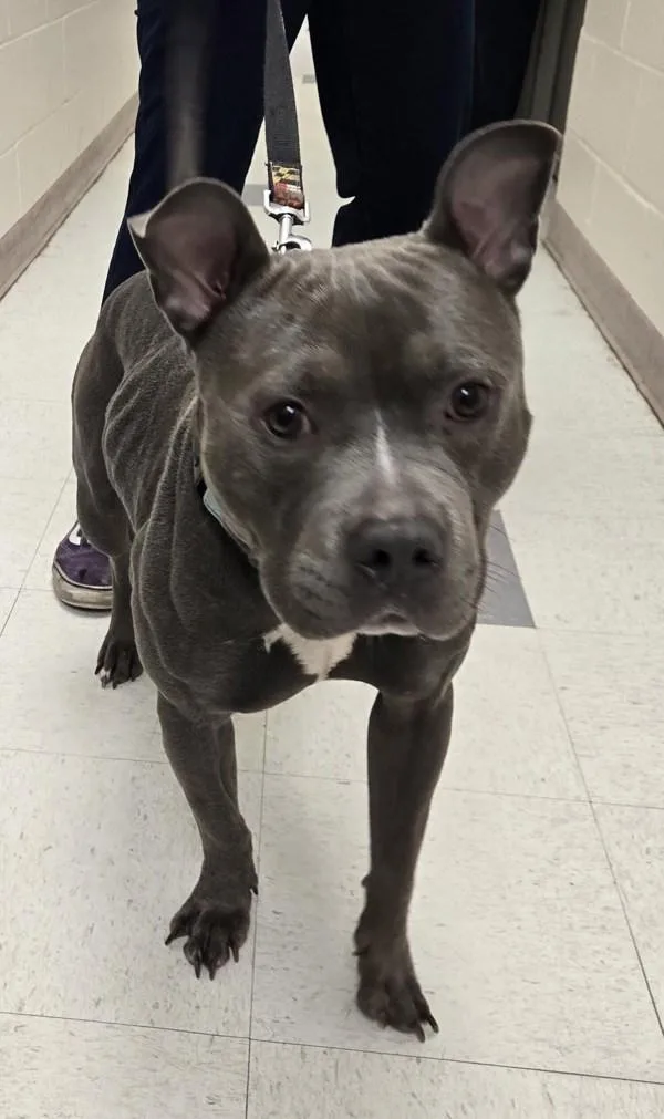 An adult large-sized male Pit Bull Terrier dog named Max for adoption in Millersville, MD