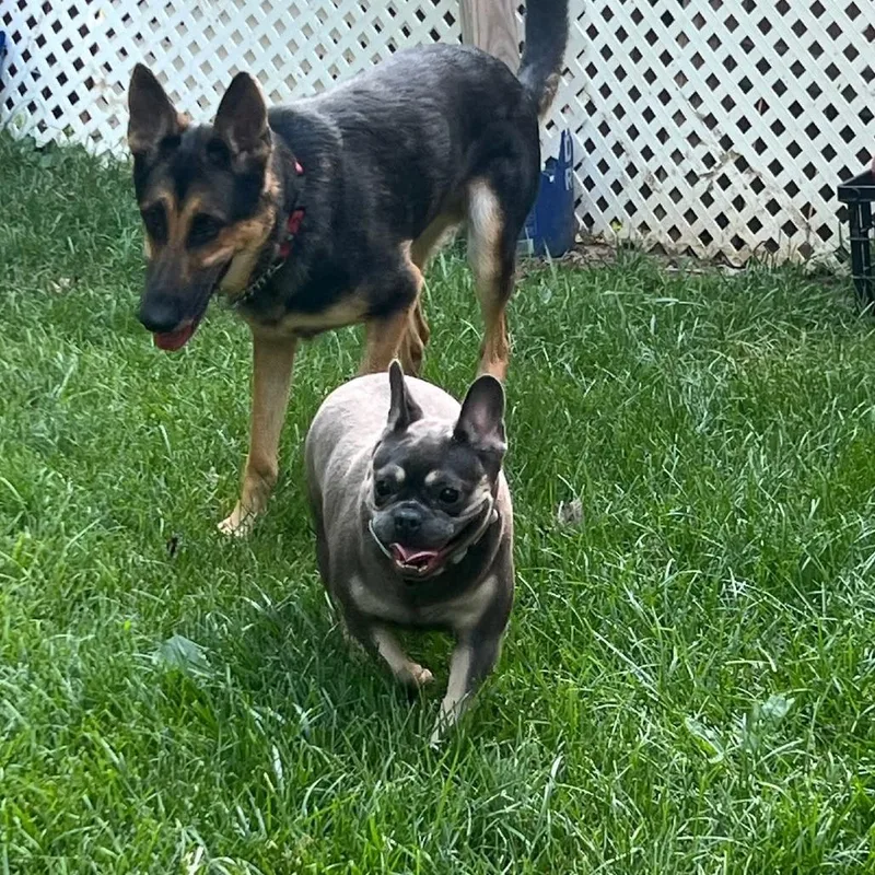 A young small-sized female Gray / Blue / Silver French Bulldog dog named Harper for adoption in Huber Heights, OH
