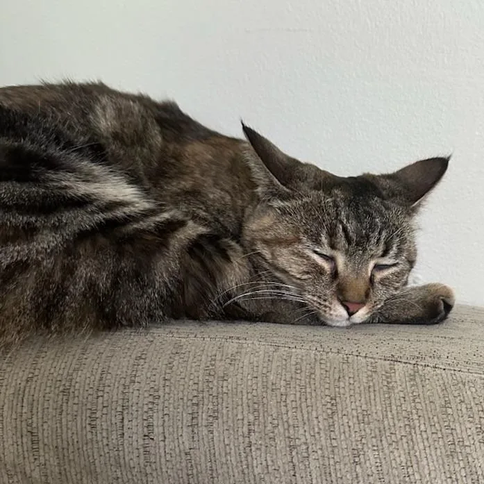 A young medium-sized female Brown / Chocolate Domestic Short Hair cat named Bingo for adoption in Newark, NJ