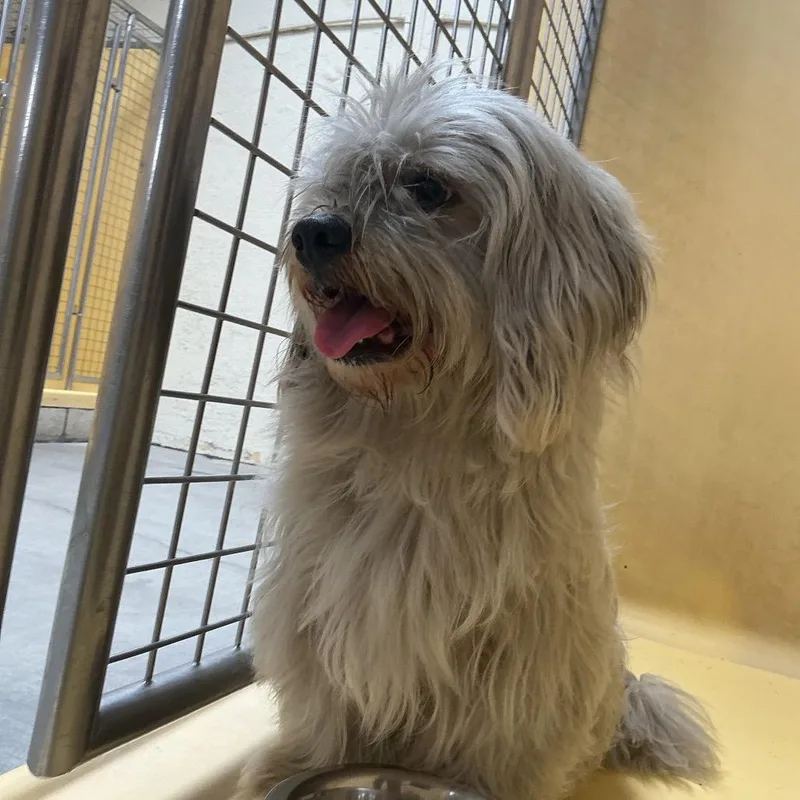 An adult small-sized female Gray / Blue / Silver Havanese dog named IVHSStray for adoption in San Gabriel, CA