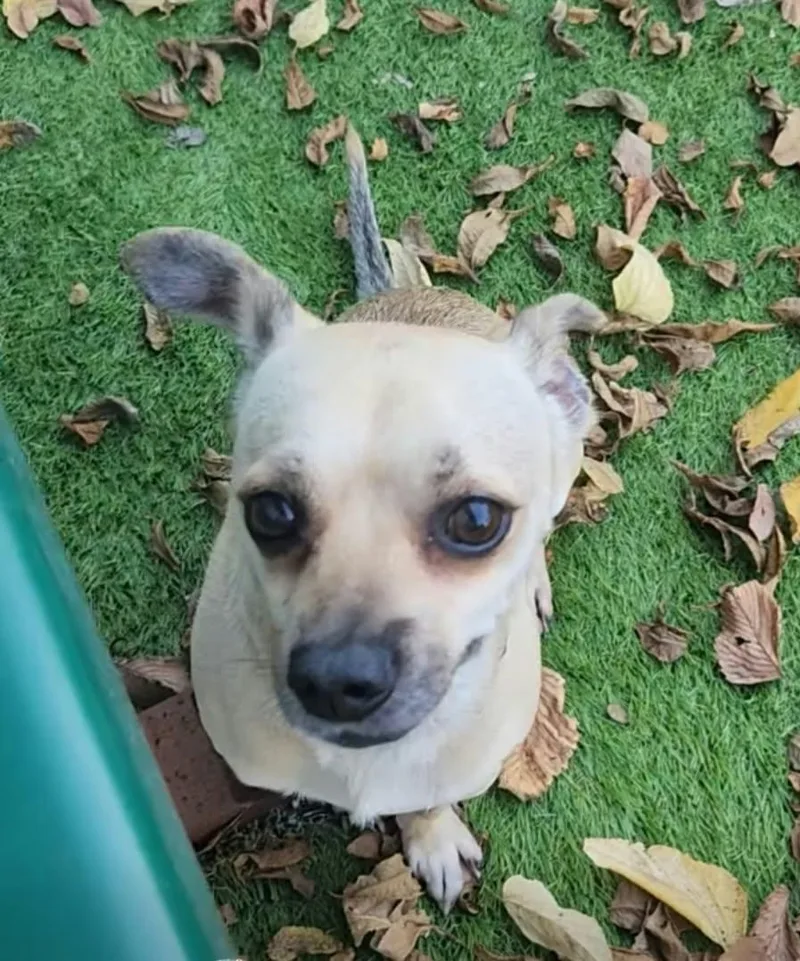 An adult small-sized male Chihuahua dog named Floyd for adoption in Cedar Rapids, IA