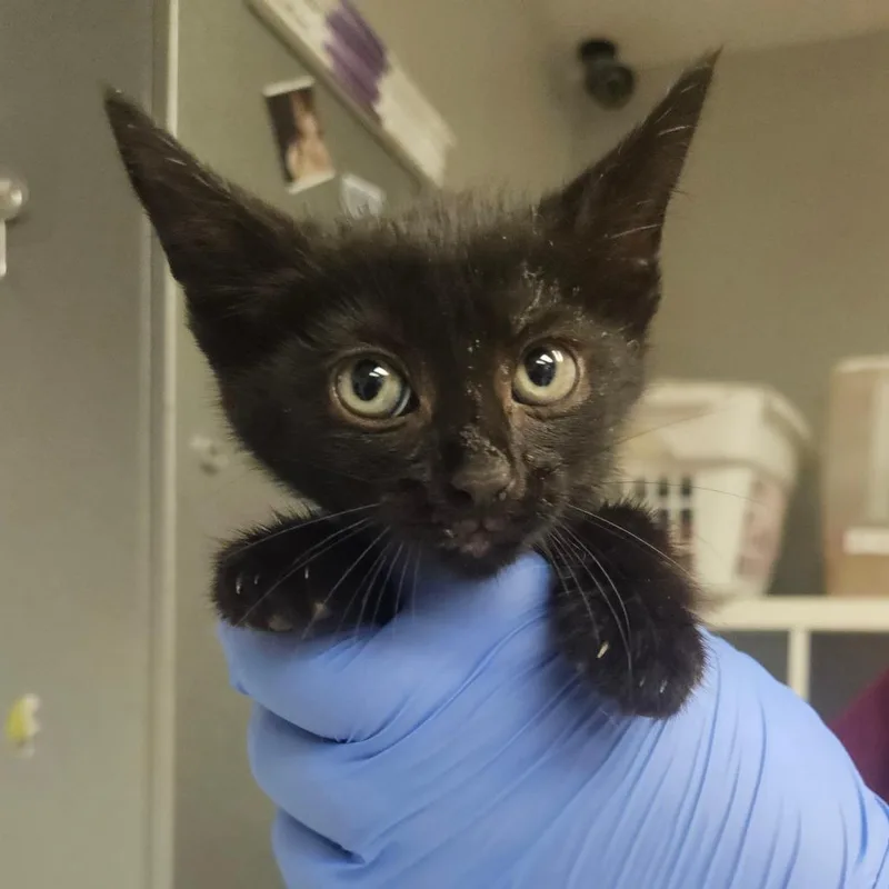 A baby small-sized female Black Domestic Short Hair cat named Periwinkle for adoption in Birdsboro, PA