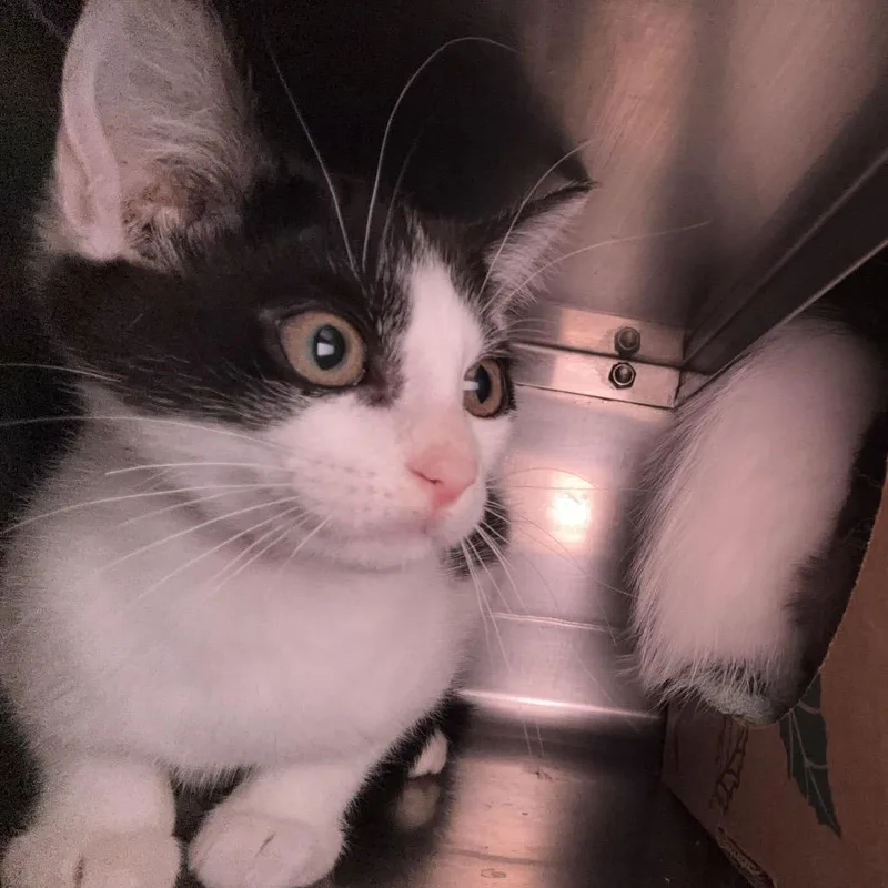A baby small-sized female White Domestic Medium Hair cat named Melody for adoption in Bristol, IN