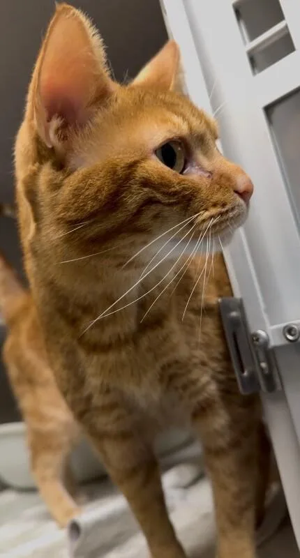 An adult medium-sized male Domestic Short Hair cat named Fergus for adoption in Osseo, MI