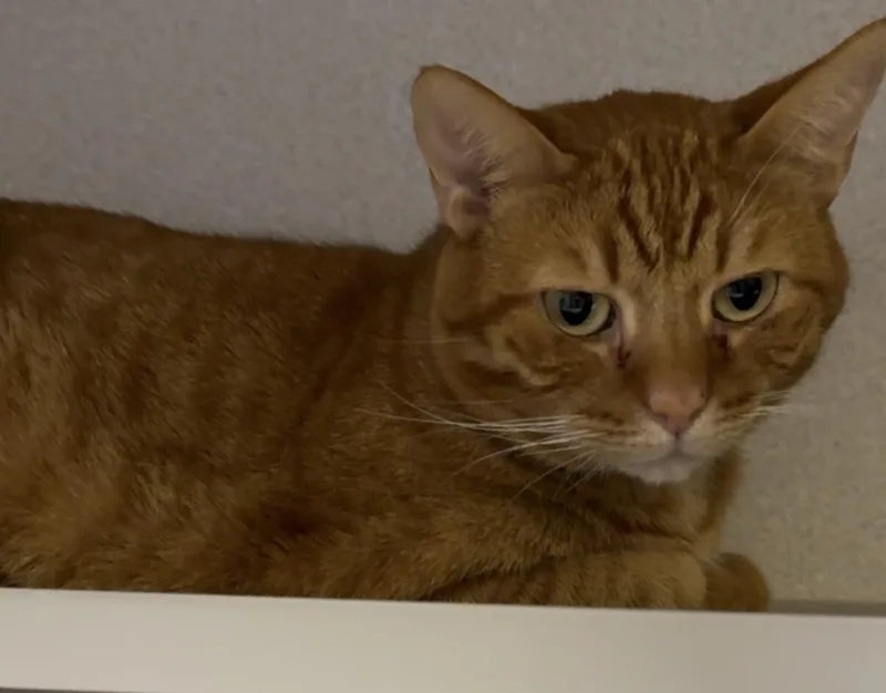 Fergus thumbnail 3